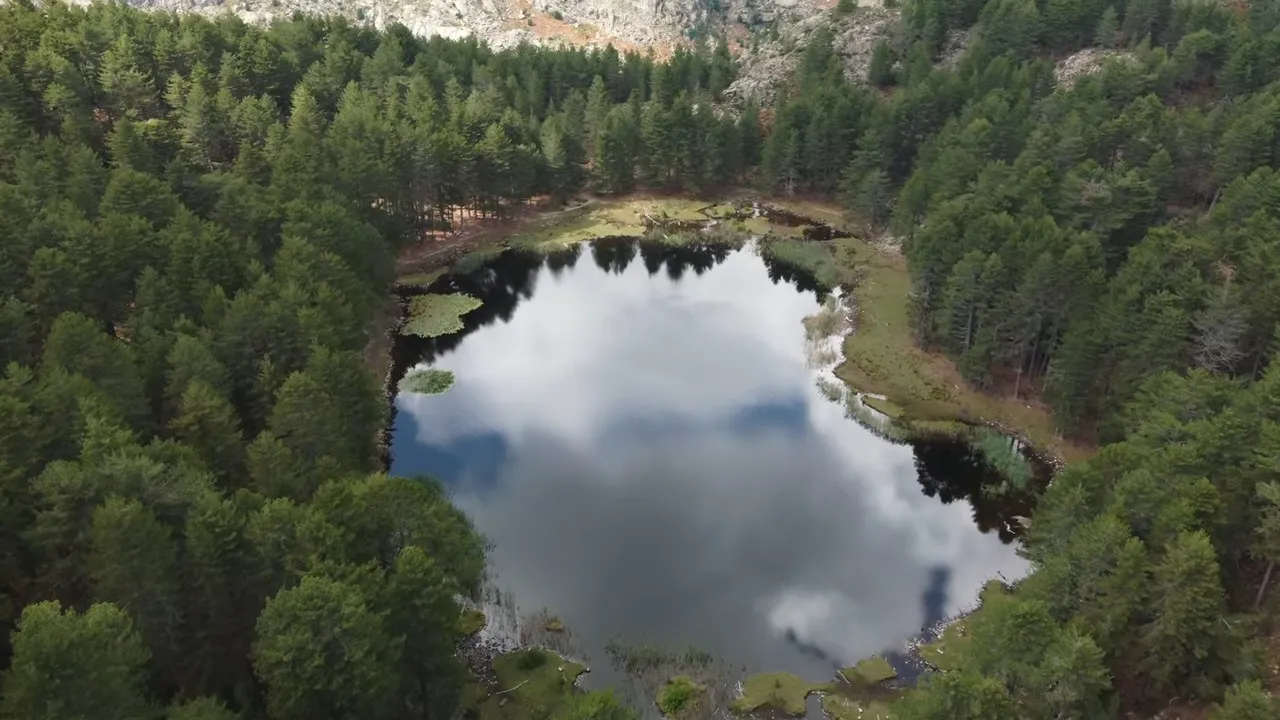 Le Lac de Creno en Corse, entouré d'une forêt de pins laricio avec des nénuphars à sa surface