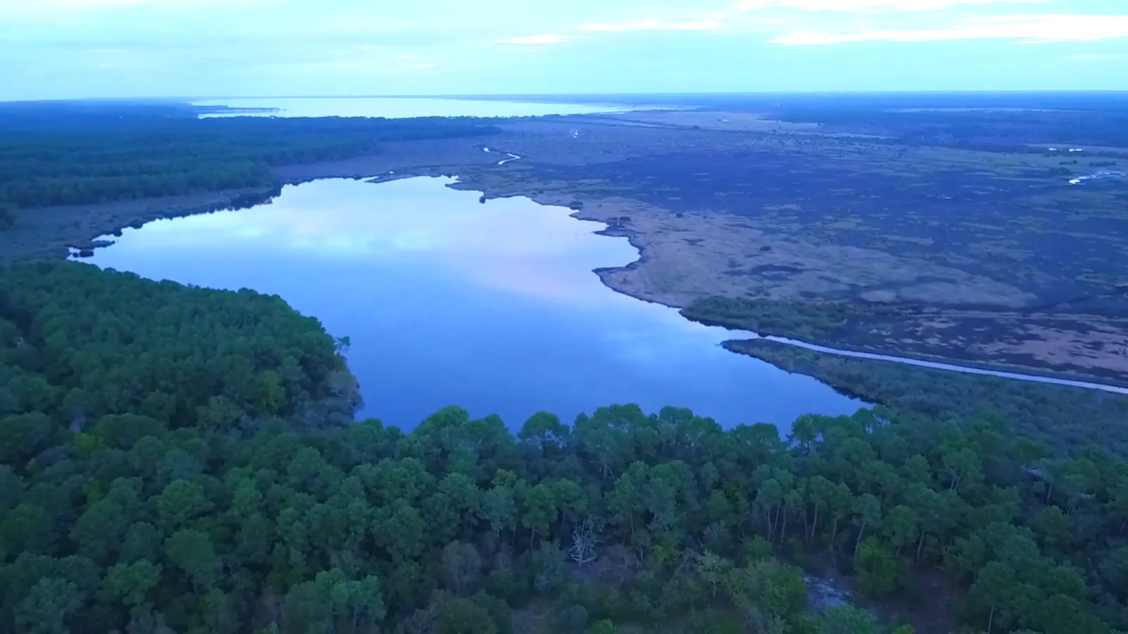 Végétation sauvage de l'étang de Cousseau