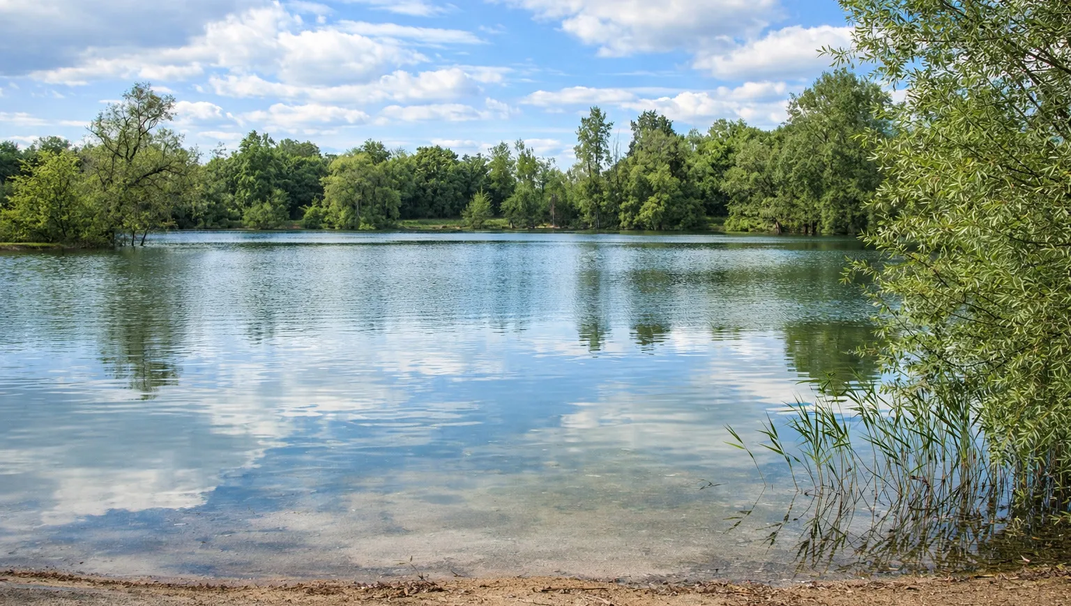 Étang de Thors bordé de saules pleureurs
