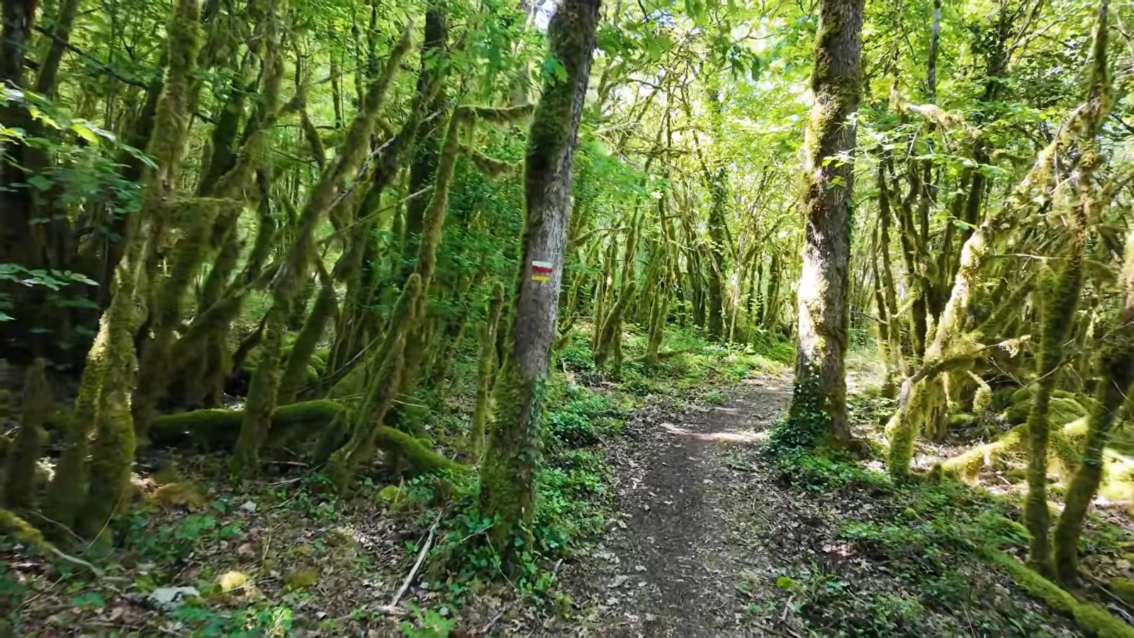 Chemin de randonnée dans la végétation autour du lac de Vouglans
