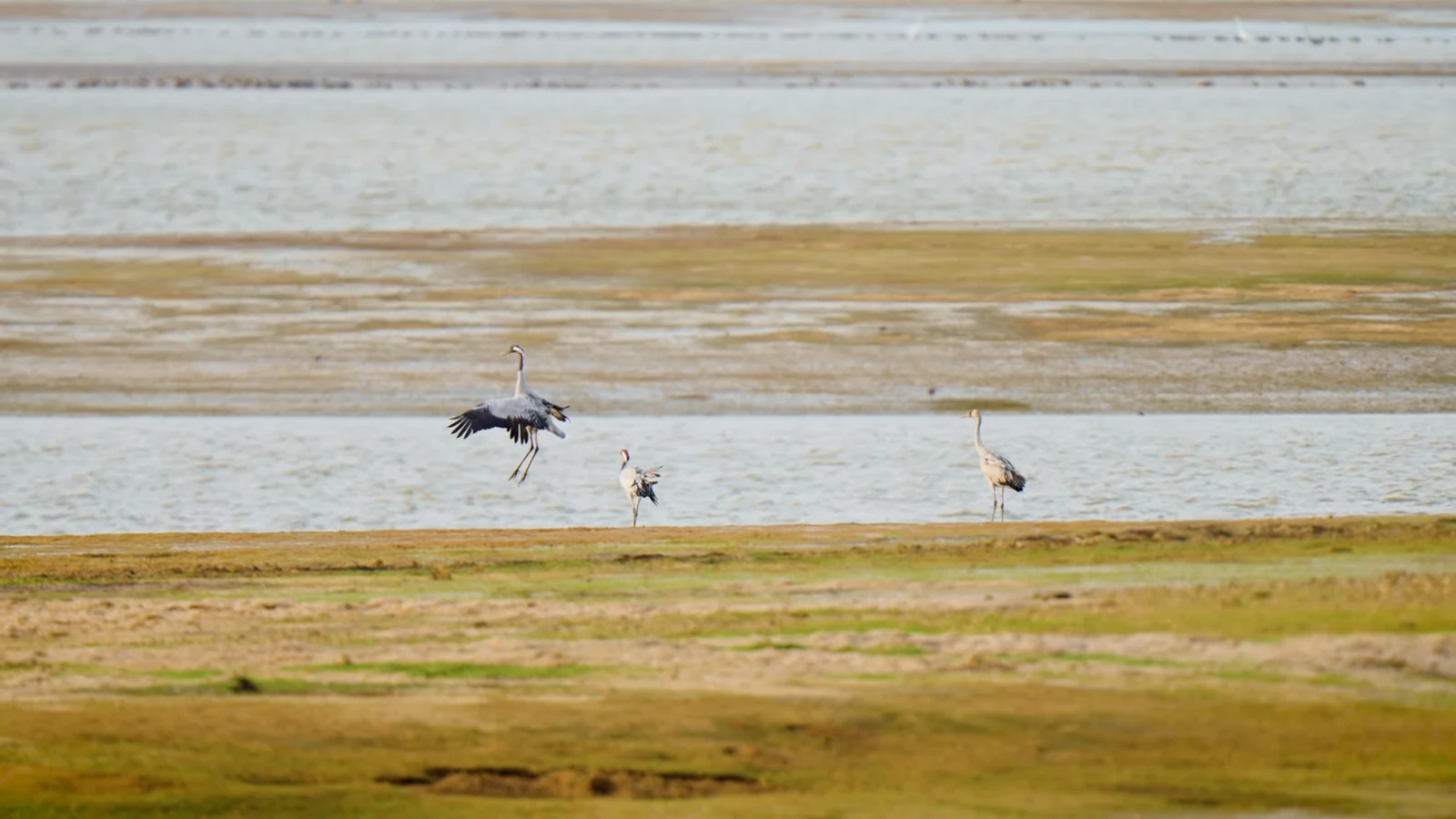 Les grues cendrées que l'on peut admirer au lac du Der
