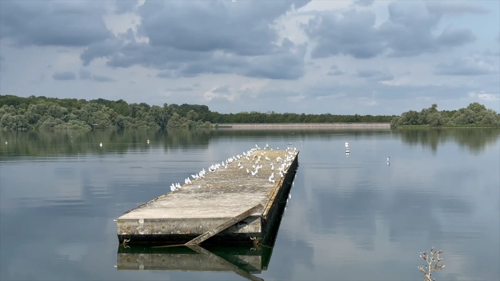 Des oiseaux qui se reposent sur une barge posée au lac du Der